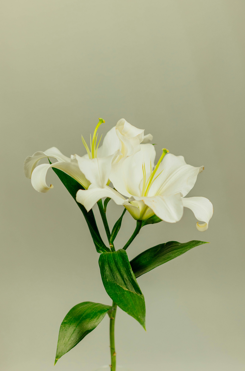 Invigorating Gardenia 100 ml Room Spray