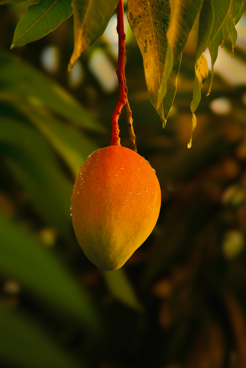 Luxurious Guava Mango 16.9 oz Whipped Body Butter
