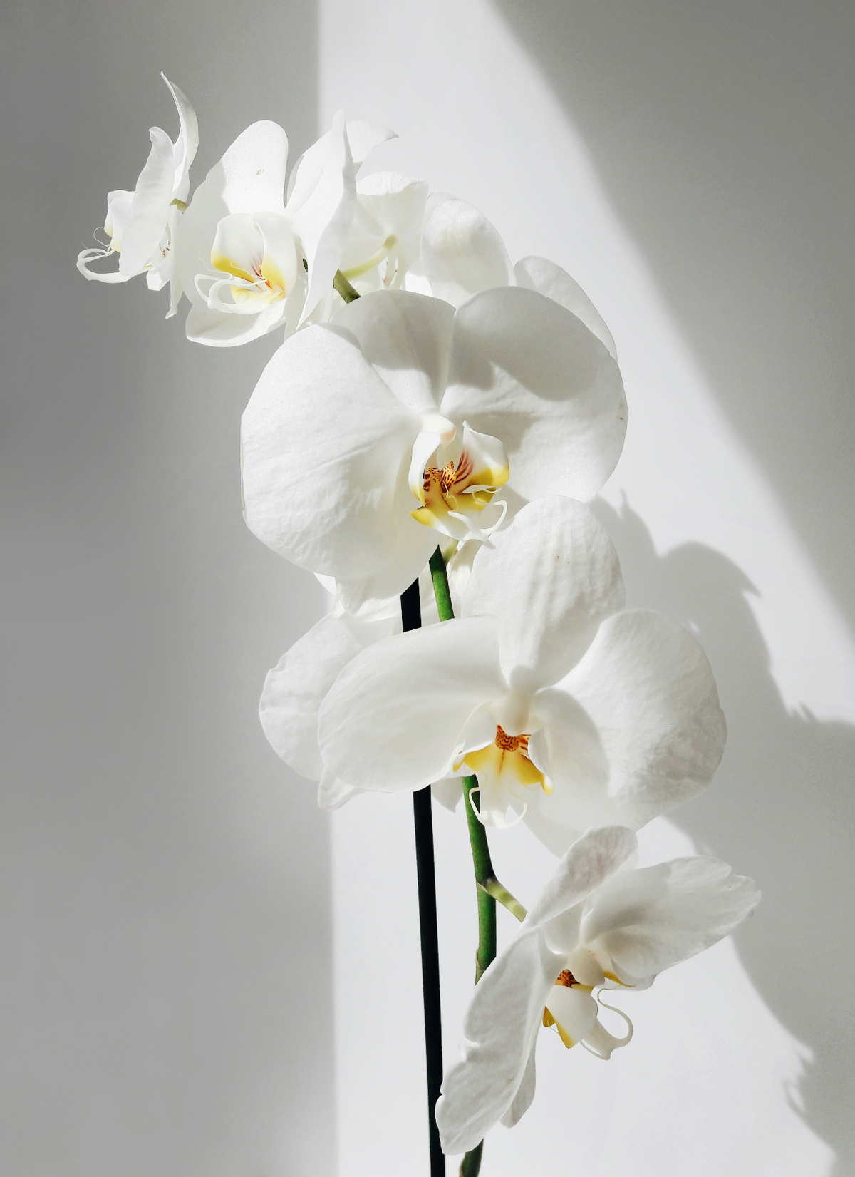 Luxurious Vanilla Orchid 16.9 oz Whipped Body Butter