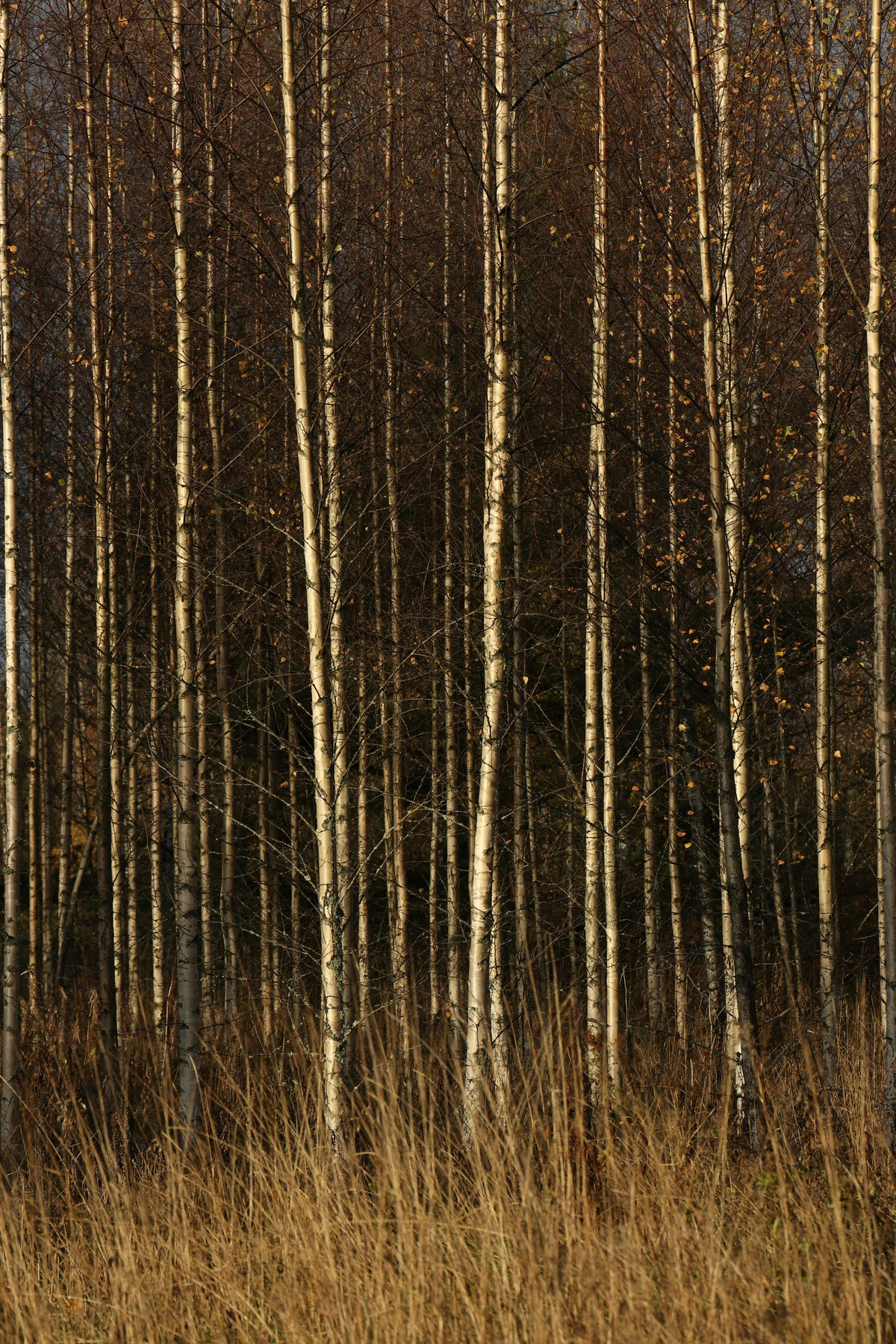 Refreshing Pumpkin & Birch 15.7 oz Liquid Hand Soap